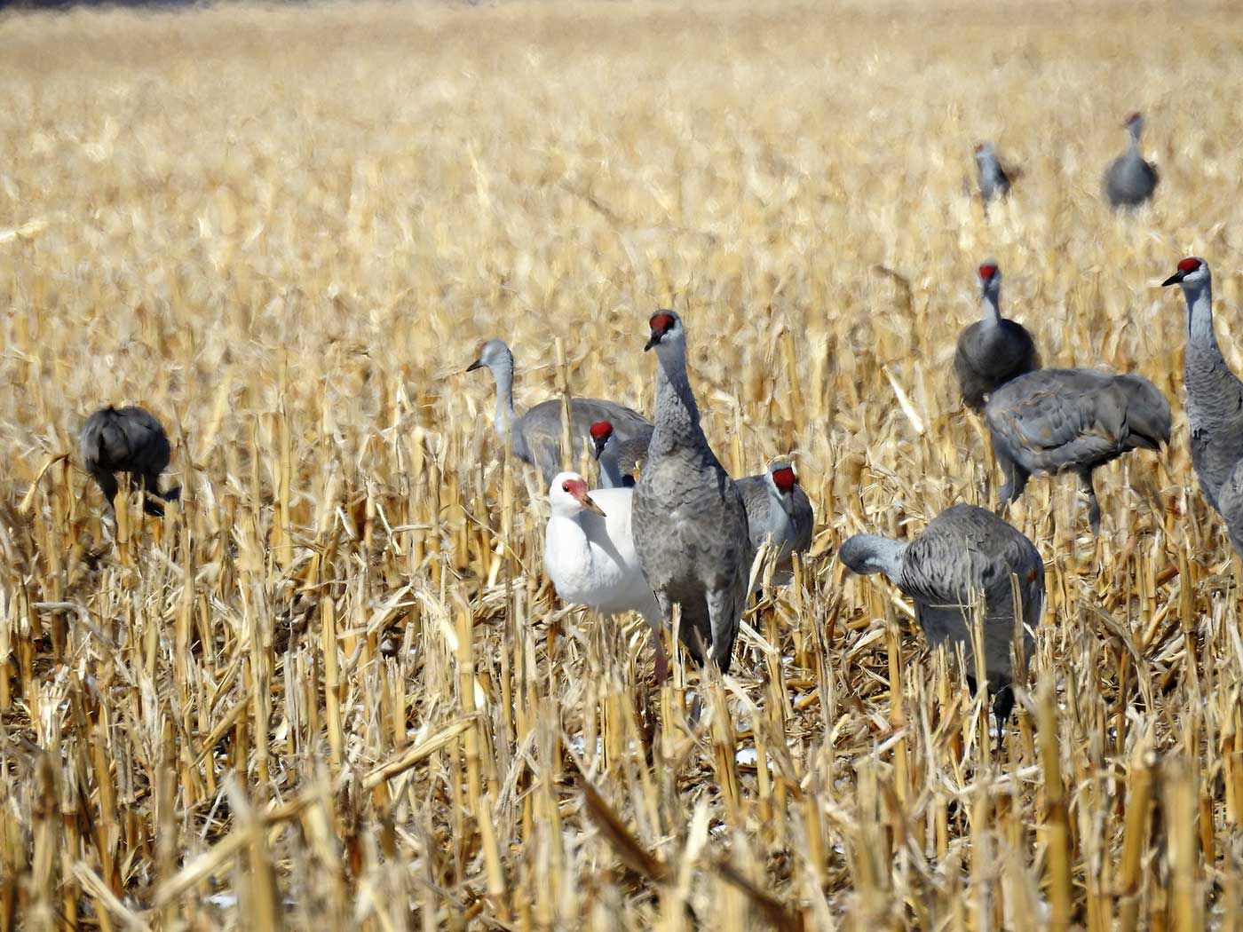 Cranes